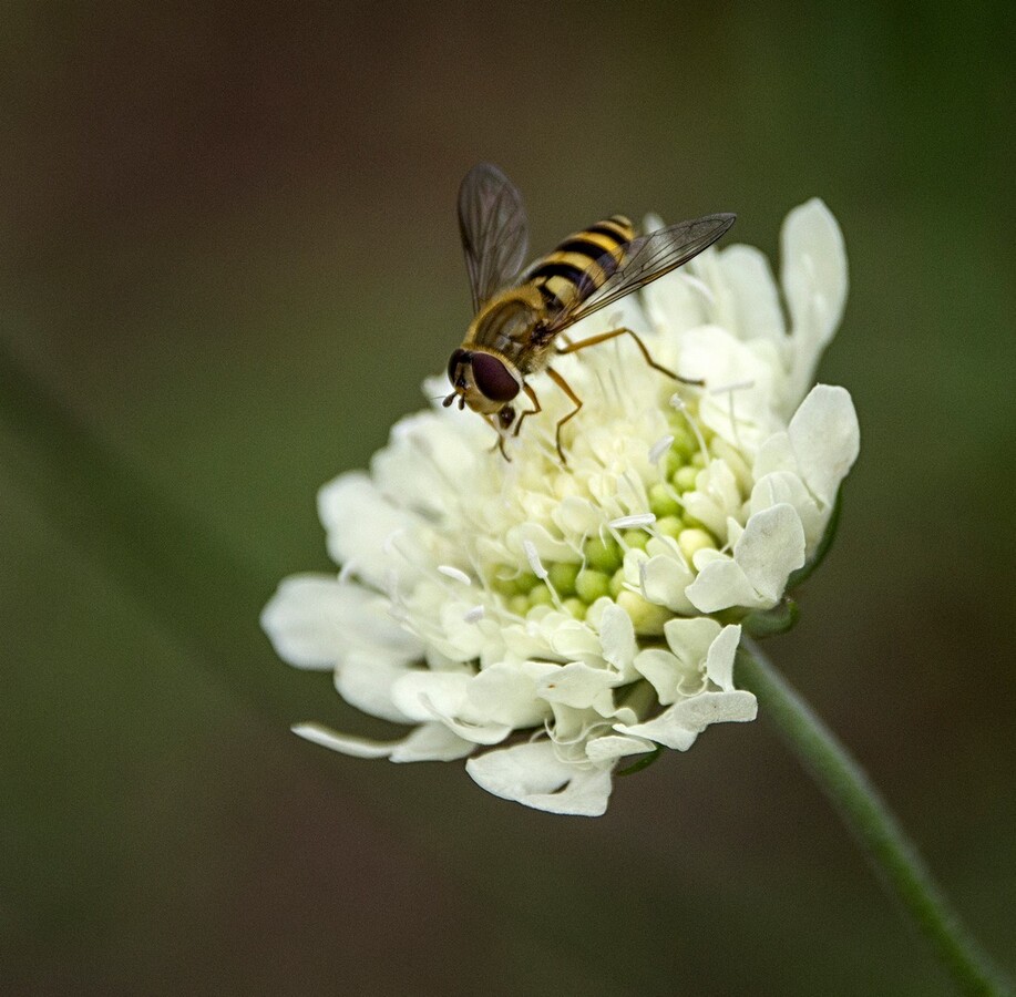 Marmalade hover fly